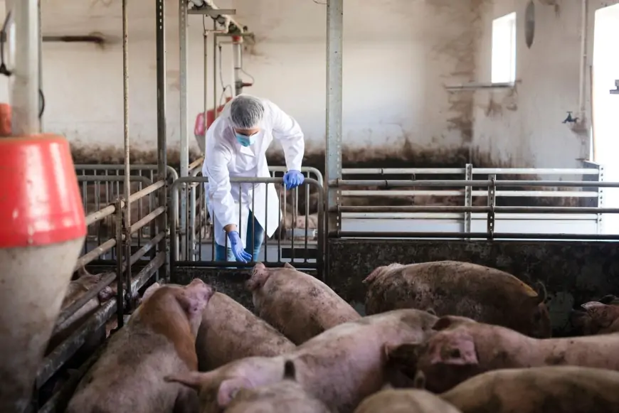 U Srbiji 1.715 slučajeva svinjske kuge