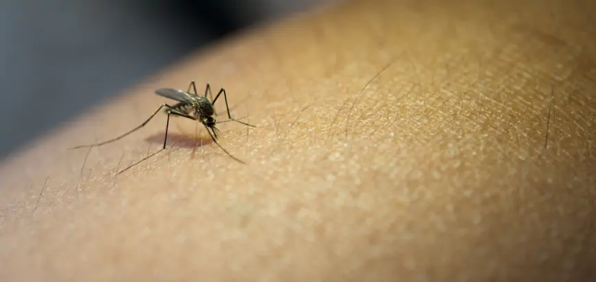 Suzbijanje larvi komaraca na teritoriji Mačvanskog okruga