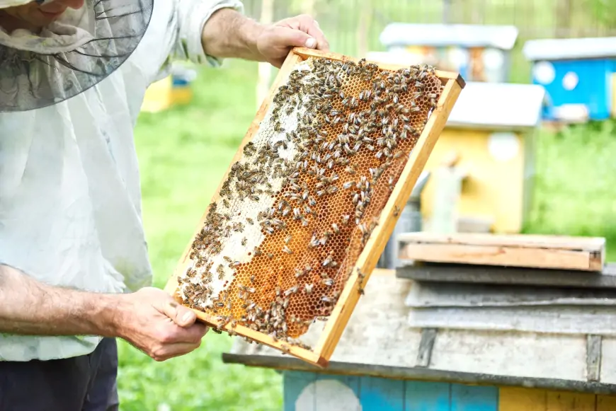 Prijava stanja na pčelinjaku do 30. aprila